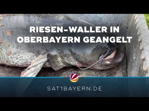 Riesen-Fang in Oberbayern: Knapp 100 Kilo schweren Waller geangelt