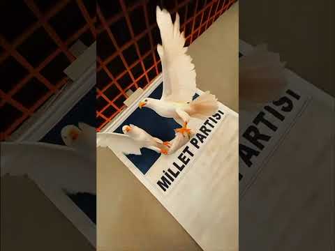 Bir Nesil Burada Yetişiyor | Millet Partisi 2026 #MilletPartisi  #EğitimKampı  #Gençlik