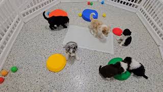 Video preview image #12 Bordoodle Puppy For Sale in CONWAY, MO, USA