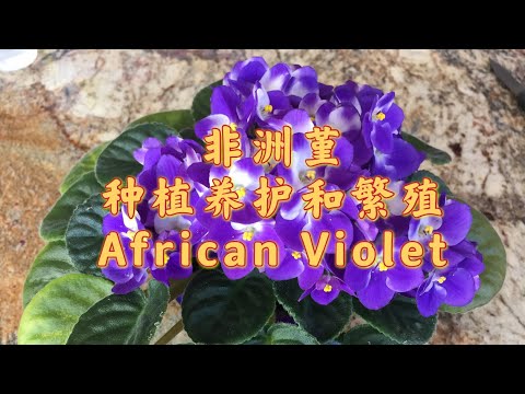 非洲紫蘿蘭