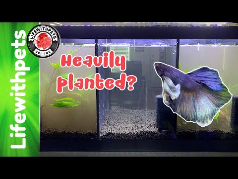Heavily Planted Betta Fish Tank OR is it?