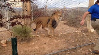 animale mai sa-l prinda leul