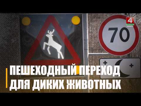 Чырвоны - стой? Інтэлектуальны пераход для дзікіх жывёл устанавілі пад Гомелем видео