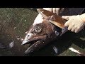 OILFISH THE LAXATIVE FISH CUTTING OILFISH THE LAXATIVE FISH CUTTING