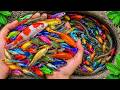 Catch Beautiful Aquarium Fish In Small Pond Baby Turtles Pencil Fish Platy Fish Guppy Fish Eel