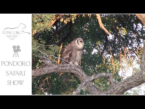 download lagu mp3 mp4 Giant Eagle Owl, download lagu Giant Eagle Owl gratis, unduh video klip Giant Eagle Owl