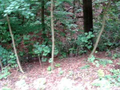 Mit dem Dschungelexpreß durch'n Tierpark