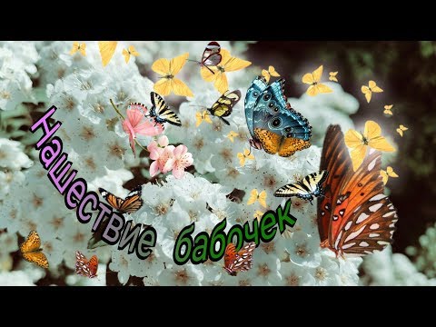 НЕВЕРОЯТНО!!! Столько бабочек ещё не было!