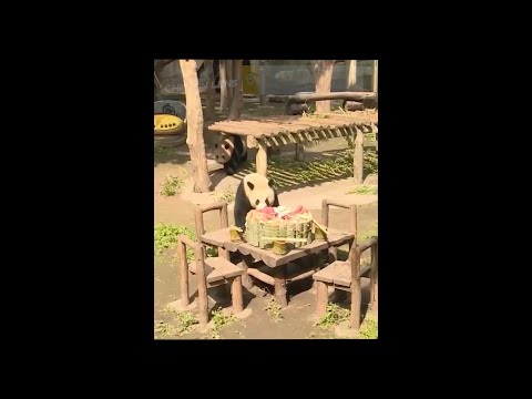 Pandas gigantes desfrutam de refeição gourmet no Zoológico de Chongqing