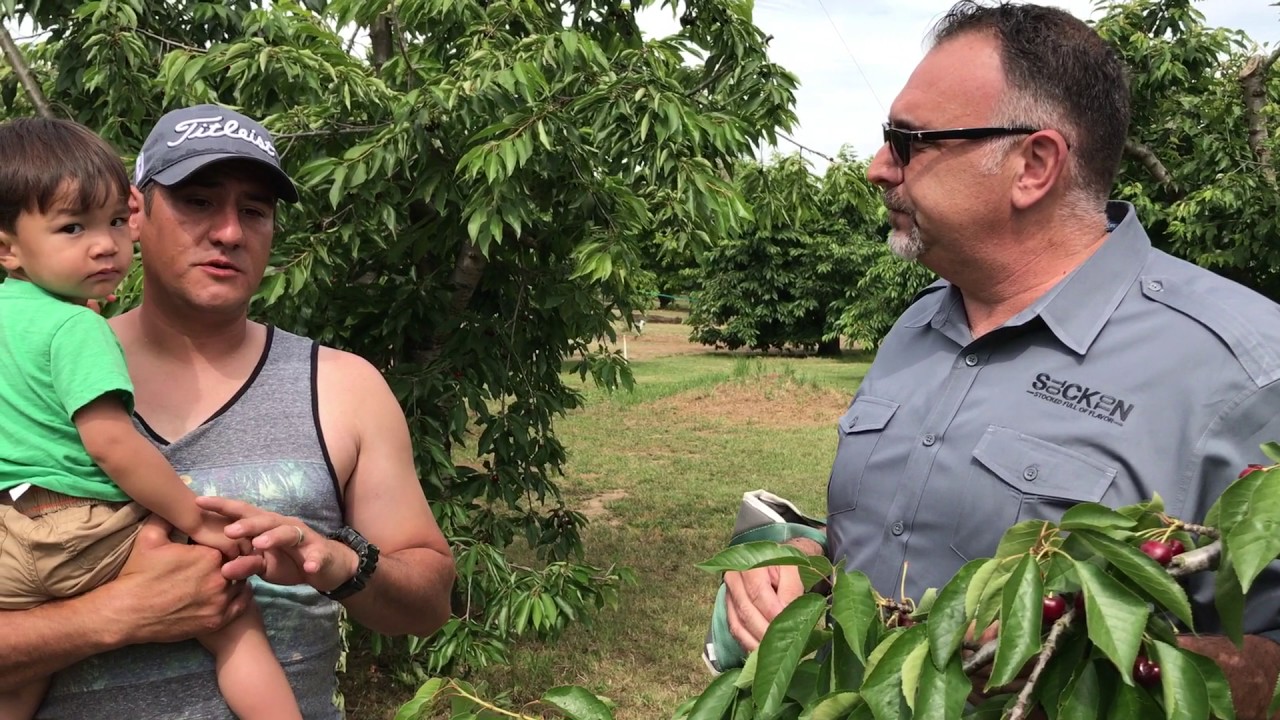 Burge Road Farm – Cherry Picking Video