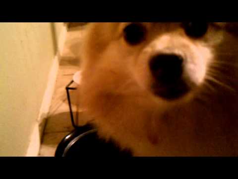 She's thirsty! she ate some hot jalapeno peppers