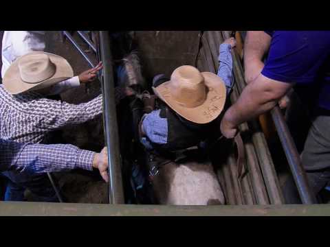 Montana Mini Buckers