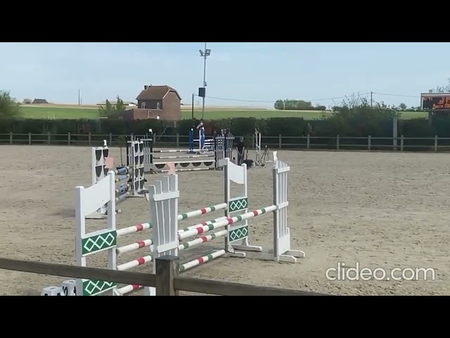 Joy T.V. – Jument KWPN 11 ans 1m66 CSO 105/110