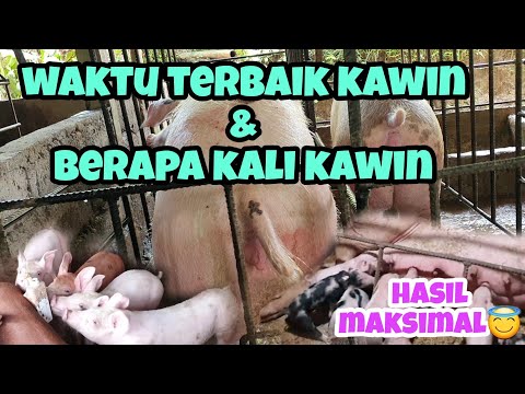 , title : 'Waktu terbaik Kawin untuk calon indukan. Peternakan Babi di Bali pig farm'