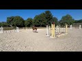 Gelding Selle Fran&ccedil;ais For sale 2021 Chesnut