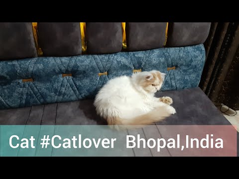 Cat#bhopal #youtube#Vlog #Vlogvideo #mukund Sable