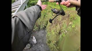 How to catch a Salmon in a minute