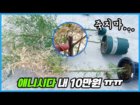 애니시다 이것 한번 잘못했다가 죽게생겼습니다... 애니시다 살리기... 제발 ㅠㅠ 애니시다 이것 한번 잘못했다가 죽게생겼습니다... 애니시다 살리기... 제발 ㅠㅠ