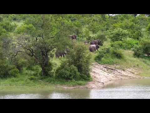 Djuma: Elephant herd scattered around - 15:43 - 01/07/21