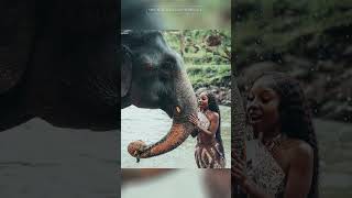 Download lagu Ending my elephant photoshoot in the Mae Wang River 🌊🐘 The perfect finish to a great experience! mp3 Download lagu Ending my elephant photoshoot in the Mae Wang River 🌊🐘 The perfect finish to a great experience! mp3