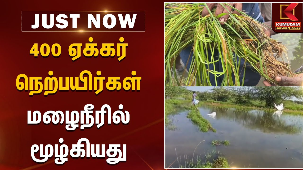 Ditwah | Farmers | Ditwah | Farmers | 400 ஏக்கர் நெற்பயிர்கள் மழைநீரில் மூழ்கியது | Rain