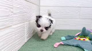 ハーフ犬の動画01