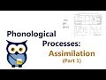 Phonological Processes: Assimilation (Part 1)