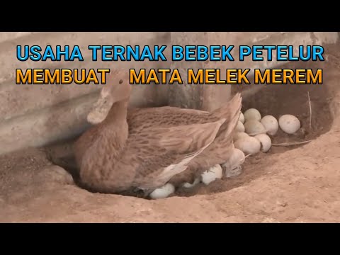 , title : 'Usaha Ternak Bebek Petelur Membuat Mata Melek Merem'