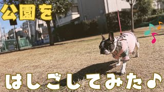 最近忙しかったので愛犬を接待してみた！🐶