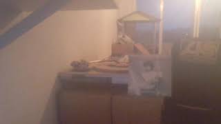 Download lagu DANIEL SAHULEKA -  WE'LL GO OUT TONIGHT  POLYDOR REC 81 mp3