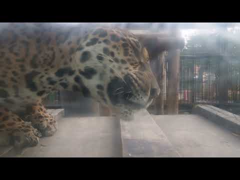 ジャガーの餌やり