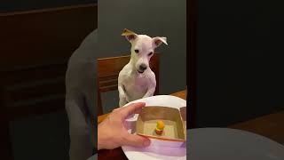 Dog Gets Angry on Receiving Miniature Burger