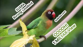 Download lagu Suara Lovebird Mp3 - Download Suara Burung Lovebird Juara Internasional Ngekek Durasi Panjang! mp3