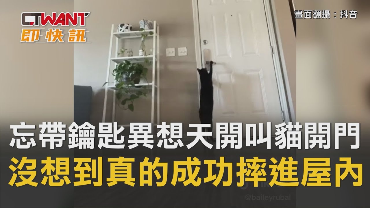 圖說-忘帶鑰匙異想天開叫貓開門　沒想到真成功直接摔進屋內