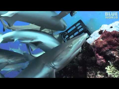 Diver in the middle of shark feeding frenzy!
