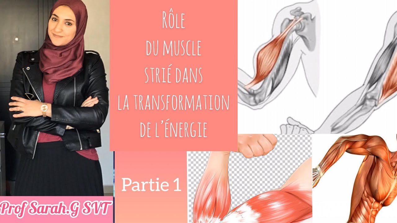 Unité 1 /Chapitre 2. Le rôle du muscle strié ds la transformation d’énergie. Partie 1