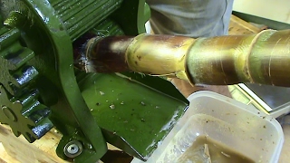 Juicing My Home-Grown Sugar Cane By Hand.