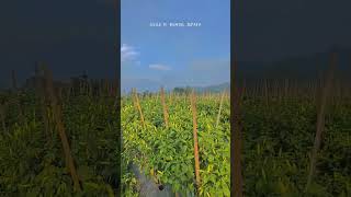 Download lagu Kerja gak harus KANTORAN Credit : Tiktok/petani cabai #petani #petanimuda #petanimilenial mp3
