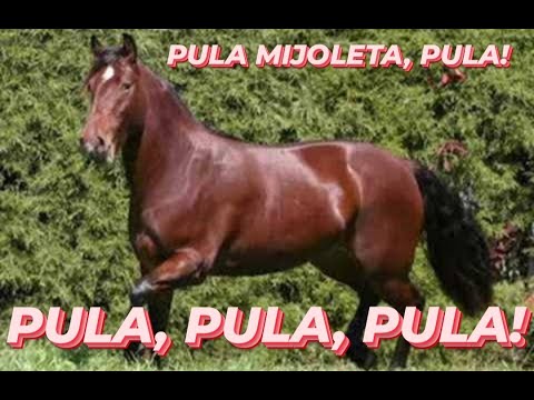 Eguinha Mijoleta 2020 Sucesso!