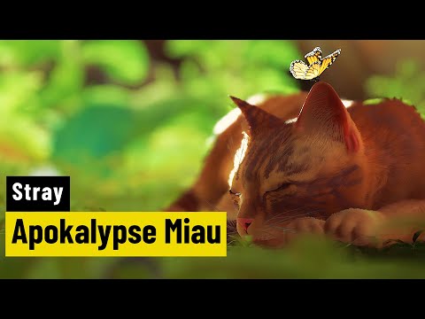 Stray | REVIEW | Spielehammer oder Katzenjammer?