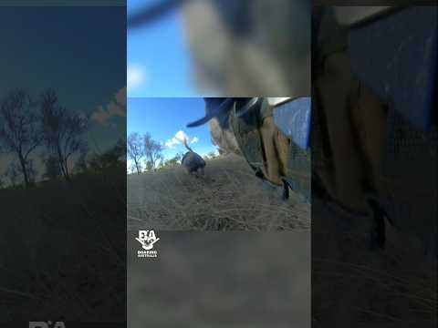 360 camera on dog chasing wild boar #hog #wildboar #360