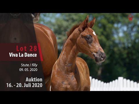 Westfälische Online Auktion 16. - 20. Juli: Lot 28 Viva La Dance Stute v. Viva Gold - Riverside