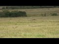 Cheetah Chasing A Thomson S Gazelle And Missing