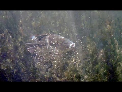 Westlake Tilapia Mouthbrooding