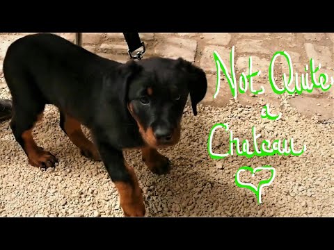 Not Quite a Chateau DIY 75 - Moving On - Tipping Point - A Baby Beauceron -  Baby Bird - & Bars Open