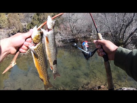Exploring Small Creek for BIG Trout!! (Catch & Cook)