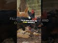 🥚 Lash Eggs in Chickens: Causes, Treatment, and How to Prevent Them! 🐔