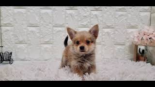 ハーフ犬の動画01