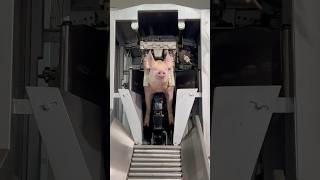 Inside a Slaughterhouse: The Final Walk