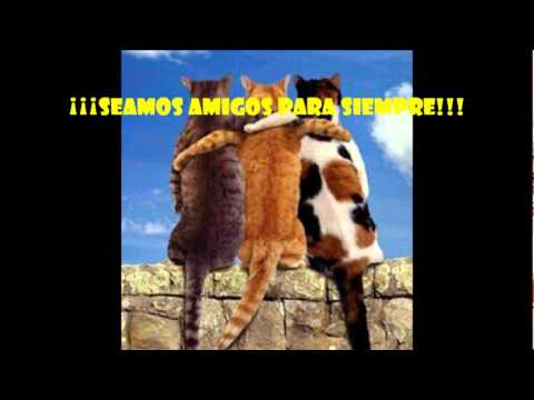 animaloides.wmv